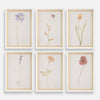 Uttermost Home Decor Uttermost Wild Flourish Framed Floral Prints Set/6