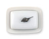 Vagabond House Serveware Vagabond House Conch Shell Stoneware Butter Dish