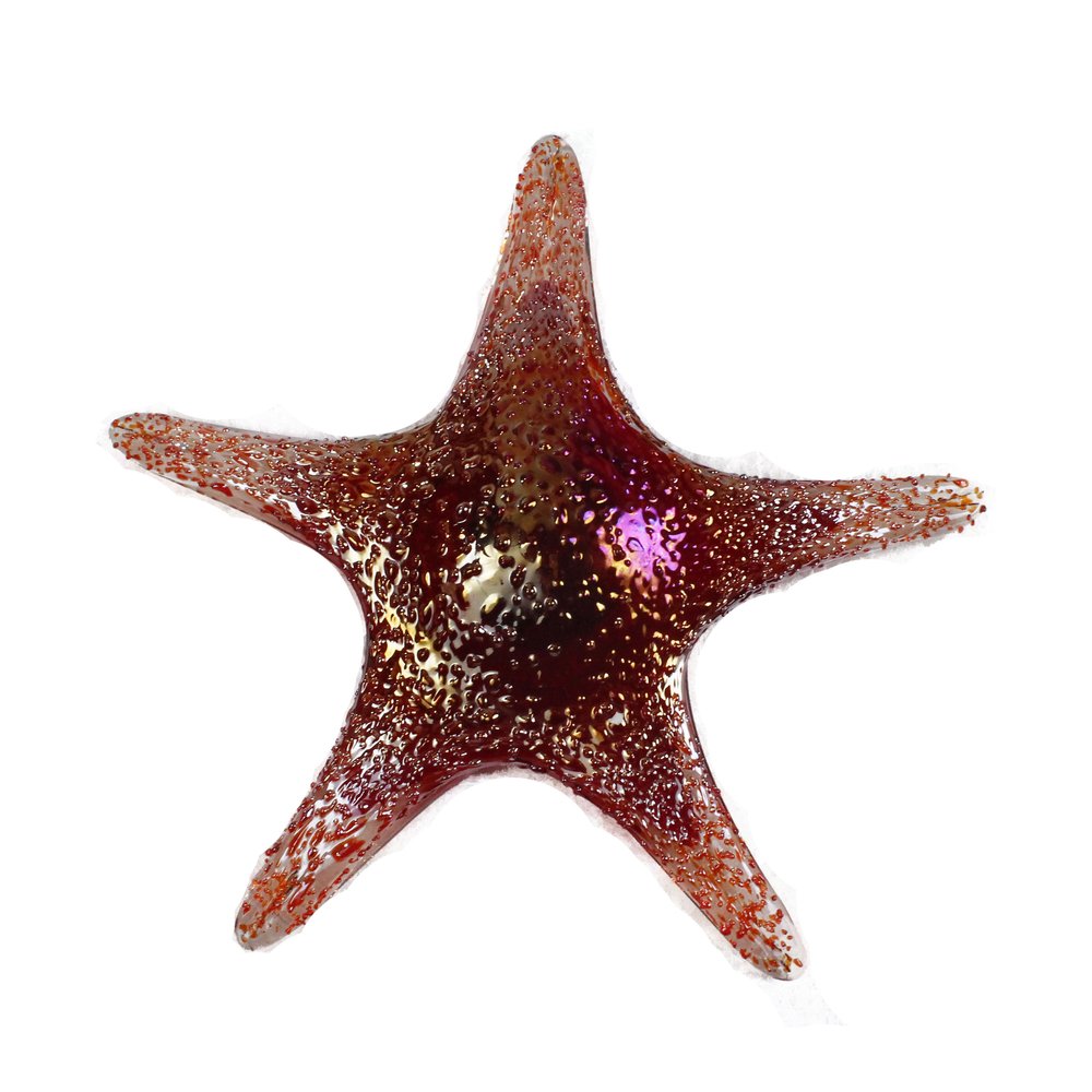 Viz Art Glass Art Glass Starfish Wall Art by Viz Glass 7840BIR
