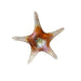 Viz Art Glass Art Glass Starfish Wall Art by Viz Glass 7842SIR