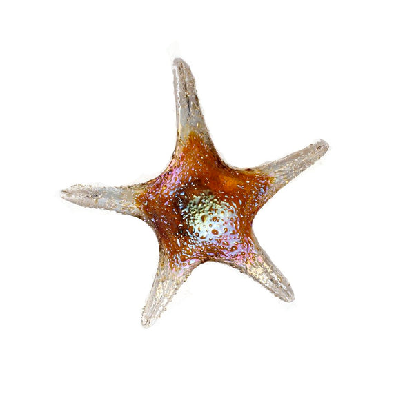 Viz Art Glass Art Glass Starfish Wall Art by Viz Glass 7842SIR