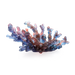 Daum Art Glass Daum Crystal Coral Blue Red Medium Bowl