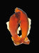 Daum Art Glass Daum Crystal Fish Golden Carps
