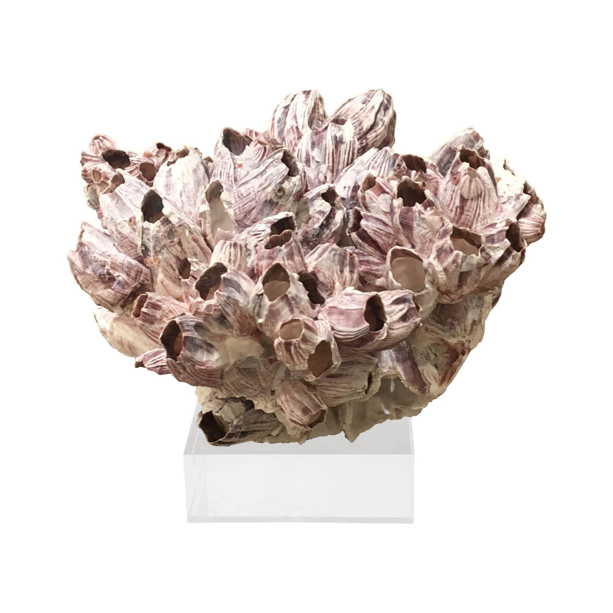 Legend of Asia Giftware Legend of Asia Barnacle Coral 10-12 Inch On Acrylic Base