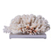 Legend of Asia Giftware Legend of Asia Brownstem Coral 12-15 Inch On Acrylic Base