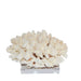 Legend of Asia Giftware Legend of Asia Cluster Coral 12-15 Inch On Acrylic Base