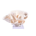 Legend of Asia Giftware Legend of Asia Cup Coral 12-15 Inch On Acrylic Base