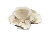 Legend of Asia Giftware Legend of Asia Cup Coral 15+ Inch On Acrylic Base