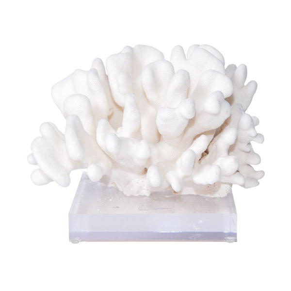 Legend of Asia Giftware Legend of Asia Elkhorn Coral Pacific 12-15 Inch On Acrylic Base