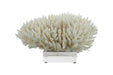 Legend of Asia Giftware Legend of Asia Finger Coral 10-12 Inch On Acrylic Base