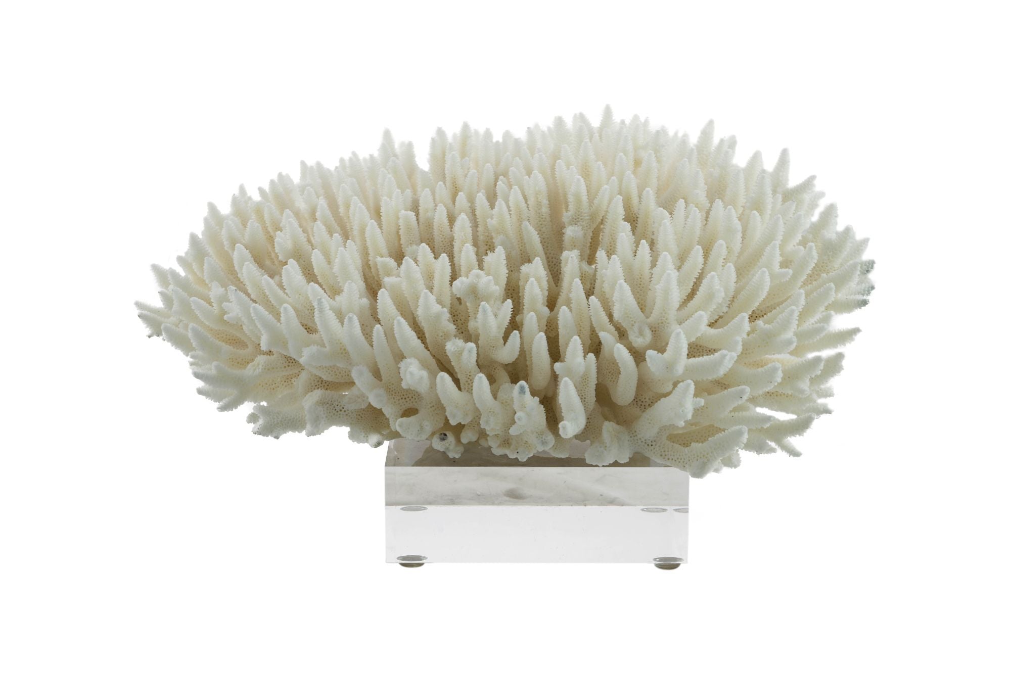Legend of Asia Giftware Legend of Asia Finger Coral 10-12 Inch On Acrylic Base