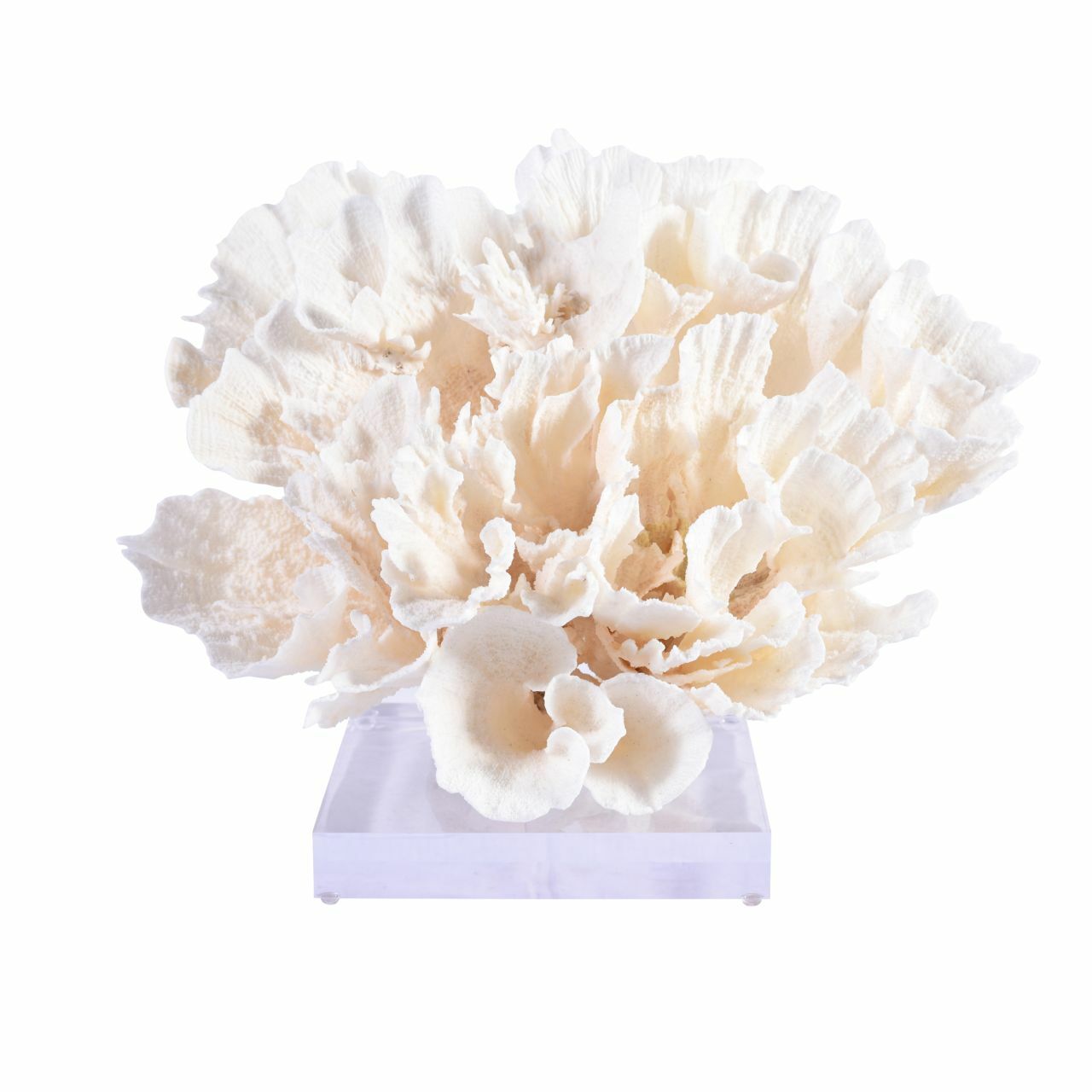 Legend of Asia Giftware Legend of Asia Poca Coral Full Shape 10-12 Inch On Acrylic Base