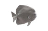 Phillips Collection Home Phillips Collection Australian Bat Fish Wall Sculpture, Resin, Polished Aluminum Finish