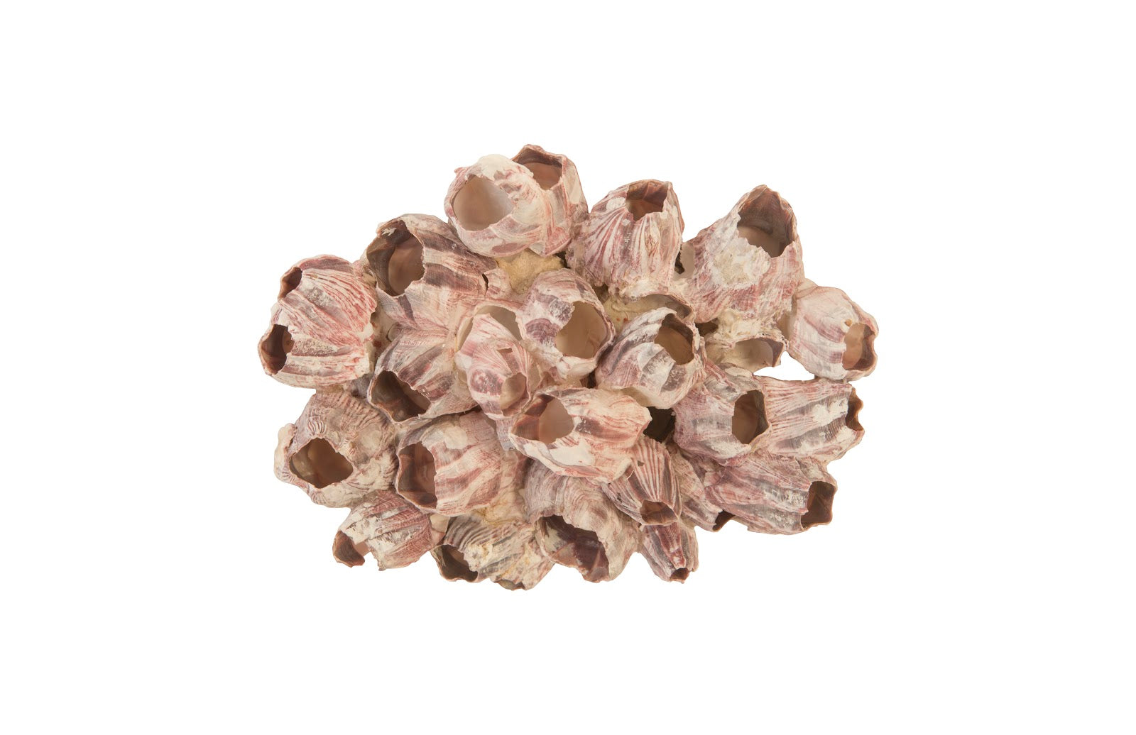 Phillips Collection Home Phillips Collection Barnacle Cluster Wall Art, LG