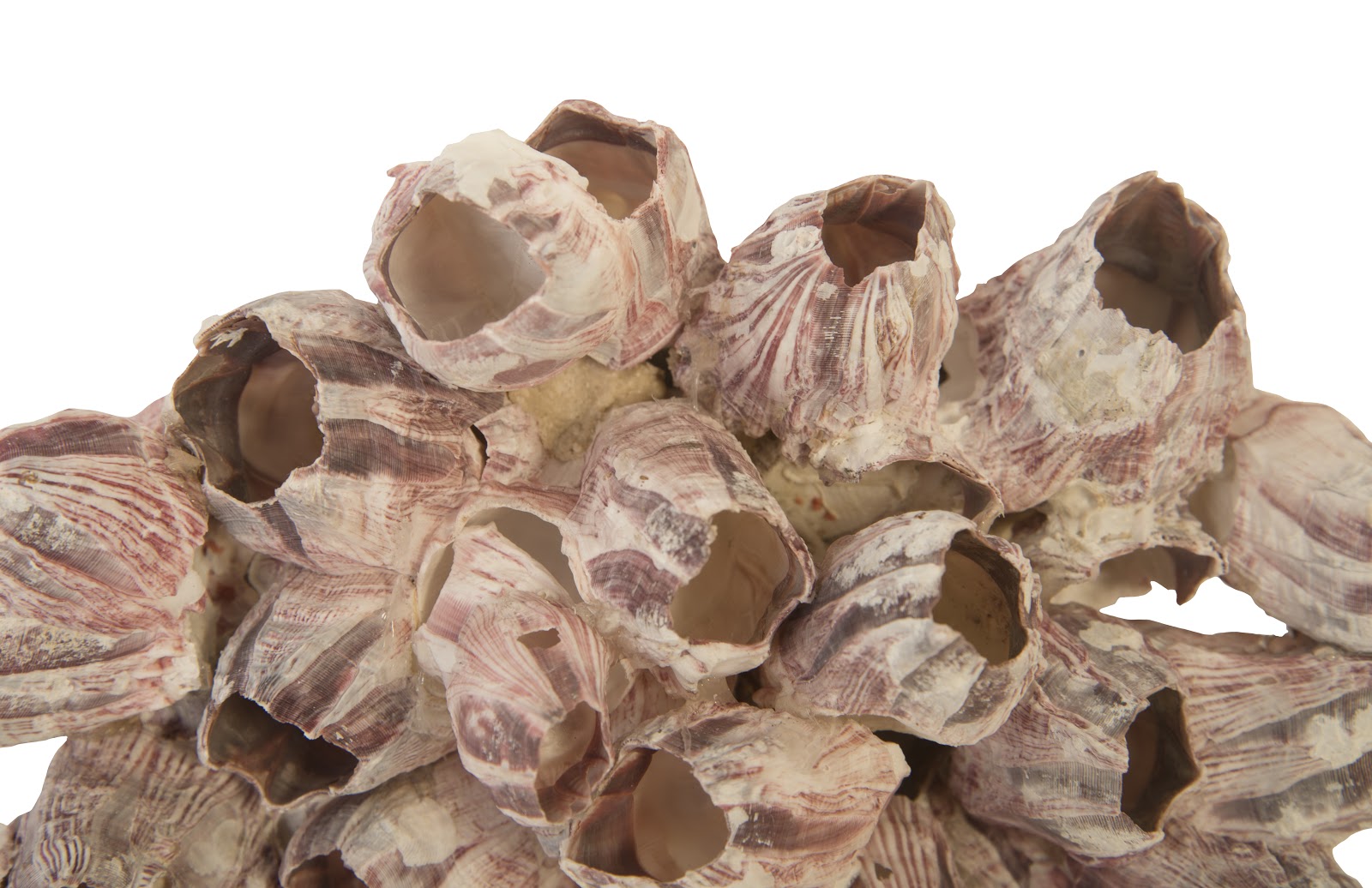 Phillips Collection Home Phillips Collection Barnacle Cluster Wall Art, LG