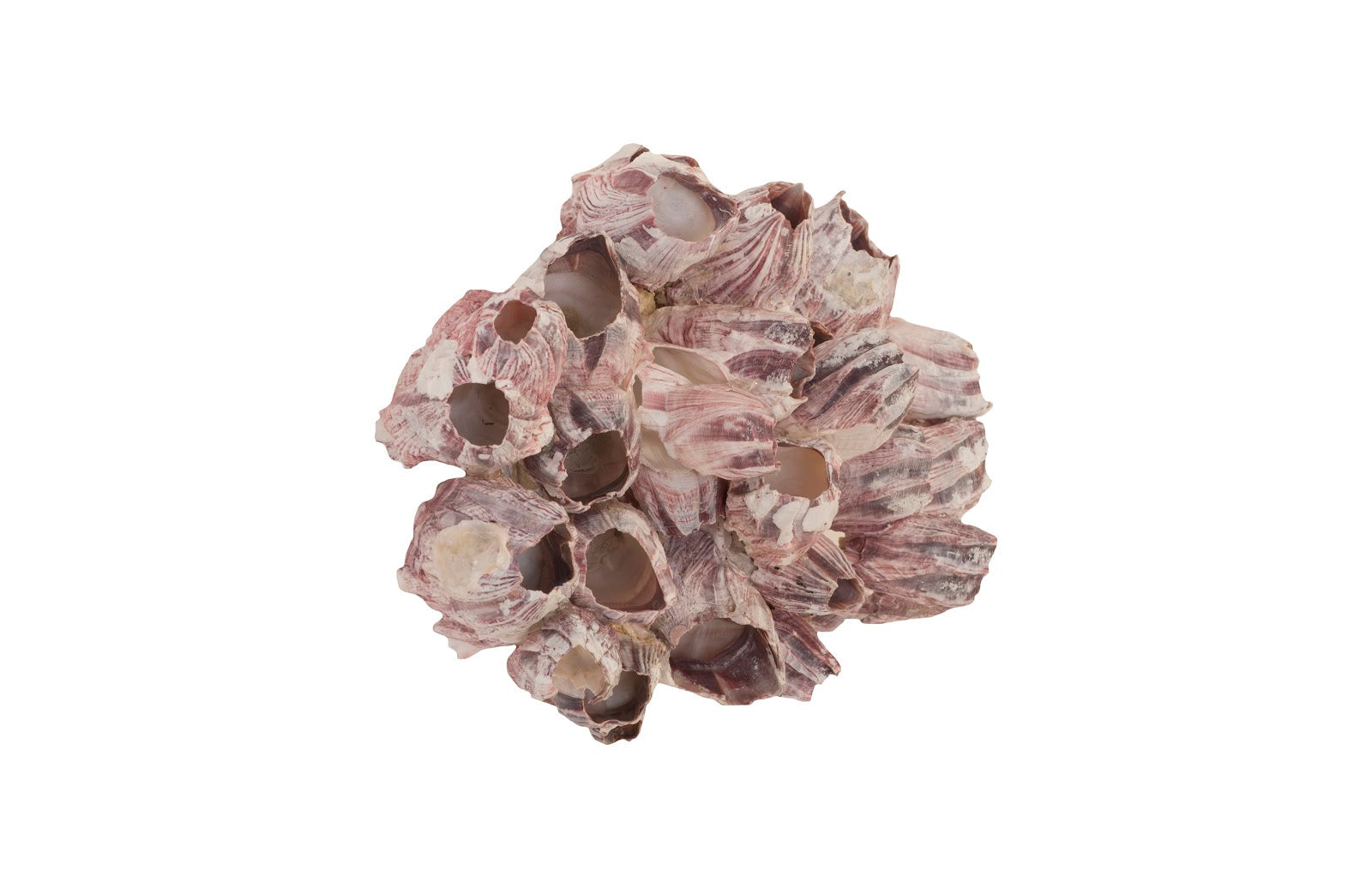 Phillips Collection Home Phillips Collection Barnacle Cluster Wall Art, LG