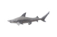 Phillips Collection Home Phillips Collection Black Tip Reef Shark, Polished Aluminum