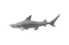 Phillips Collection Home Phillips Collection Black Tip Reef Shark, Polished Aluminum