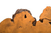 Phillips Collection Home Phillips Collection Burled Root Wall Art, Medium, Faux Bois Finish