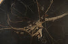 Phillips Collection Home Phillips Collection Cast Petrified Wood Wall Tile, Resin