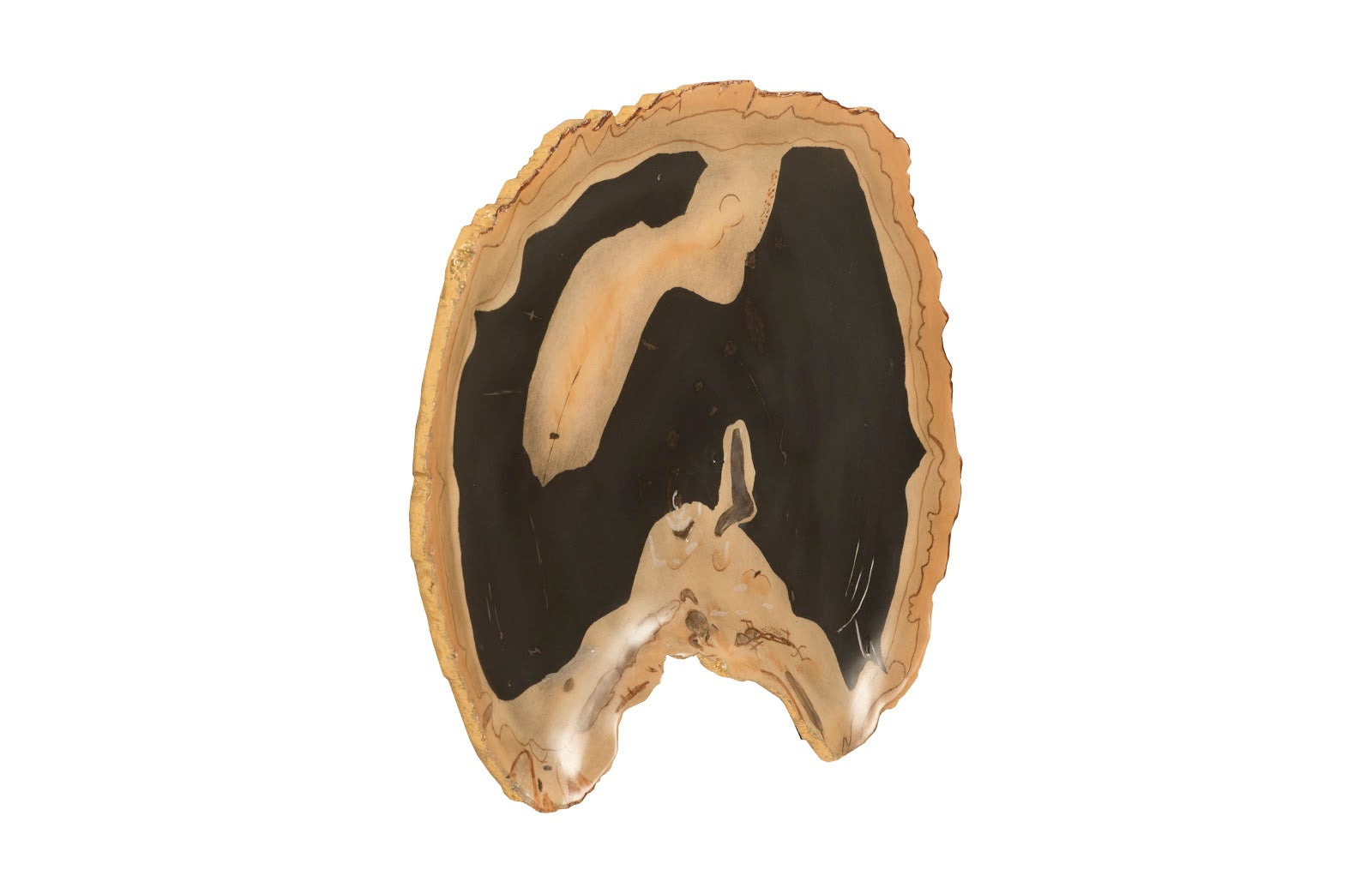 Phillips Collection Home Phillips Collection Cast Petrified Wood Wall Tile, Resin, Thin