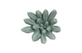 Phillips Collection Home Phillips Collection Compactum Succulent Wall Art, Forest