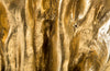 Phillips Collection Home Phillips Collection Copse Stool, Gold Leaf, Small