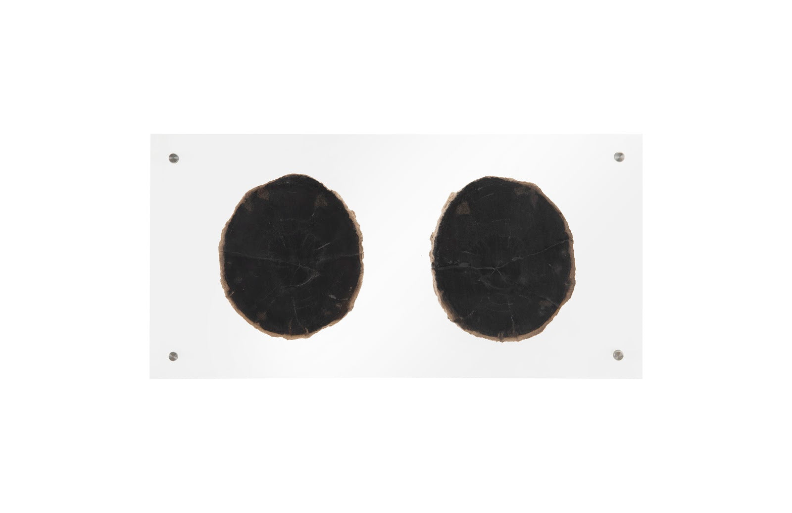 Phillips Collection Home Phillips Collection Floating Petrified Double Slice Wall Art