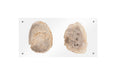 Phillips Collection Home Phillips Collection Floating Petrified Double Slice Wall Art
