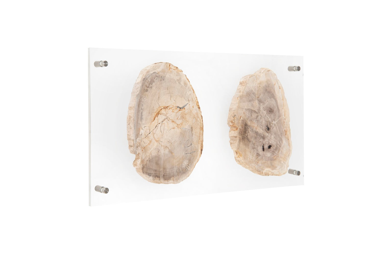 Phillips Collection Home Phillips Collection Floating Petrified Double Slice Wall Art