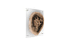 Phillips Collection Home Phillips Collection Floating Petrified Slice Wall Art, Assorted