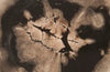 Phillips Collection Home Phillips Collection Floating Petrified Slice Wall Art, Assorted