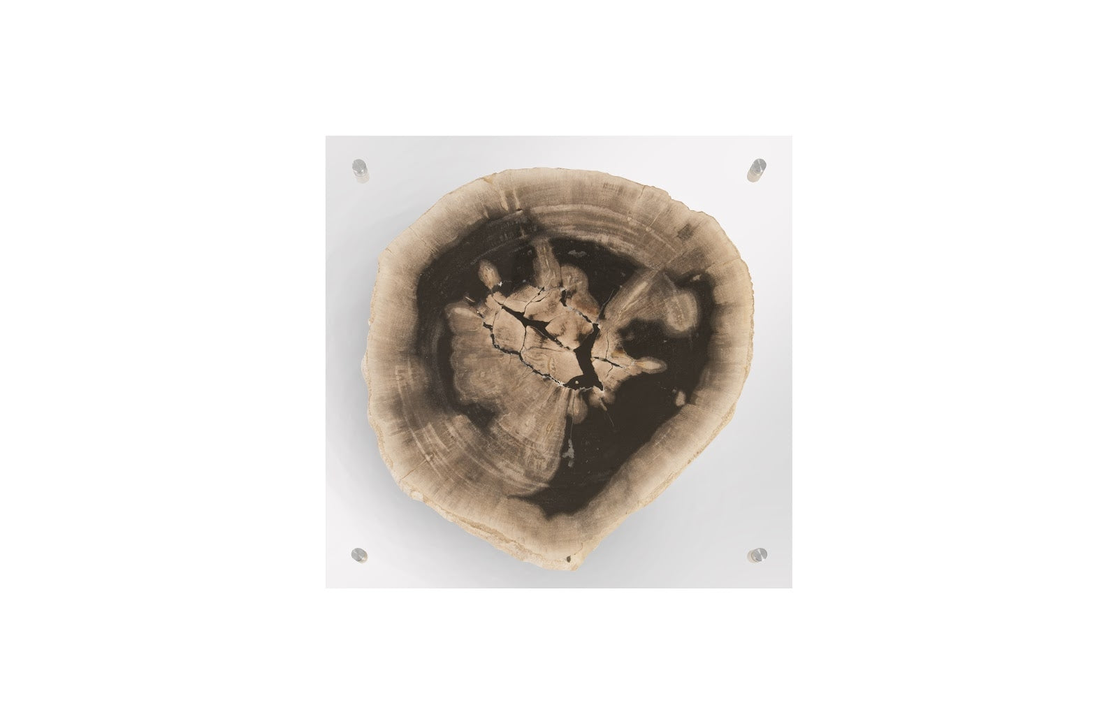Phillips Collection Home Phillips Collection Floating Petrified Slice Wall Art, Assorted