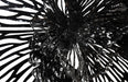 Phillips Collection Home Phillips Collection Flower Wall Art, Medium, Black, Metal