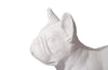 Phillips Collection Home Phillips Collection French Bulldog, Gel Coat White