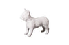 Phillips Collection Home Phillips Collection French Bulldog, Gel Coat White