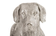 Phillips Collection Home Oversized LTL - Rate to be Quoted Phillips Collection Labrador, Laying, Silver Leaf