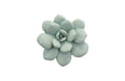 Phillips Collection Home Phillips Collection Laui Succulent Wall Art, Sage