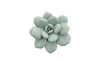 Phillips Collection Home Phillips Collection Laui Succulent Wall Art, Sage
