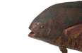 Phillips Collection Home Phillips Collection Permit Fish Wall Sculpture, Resin, Copper Patina Finish