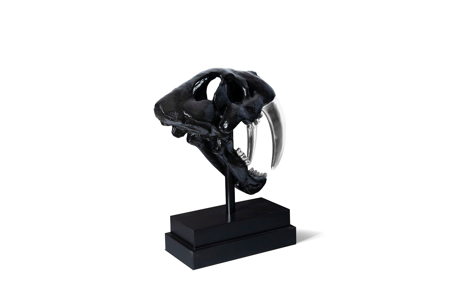 Phillips Collection Home Phillips Collection Saber Tooth Tiger Skull, Black
