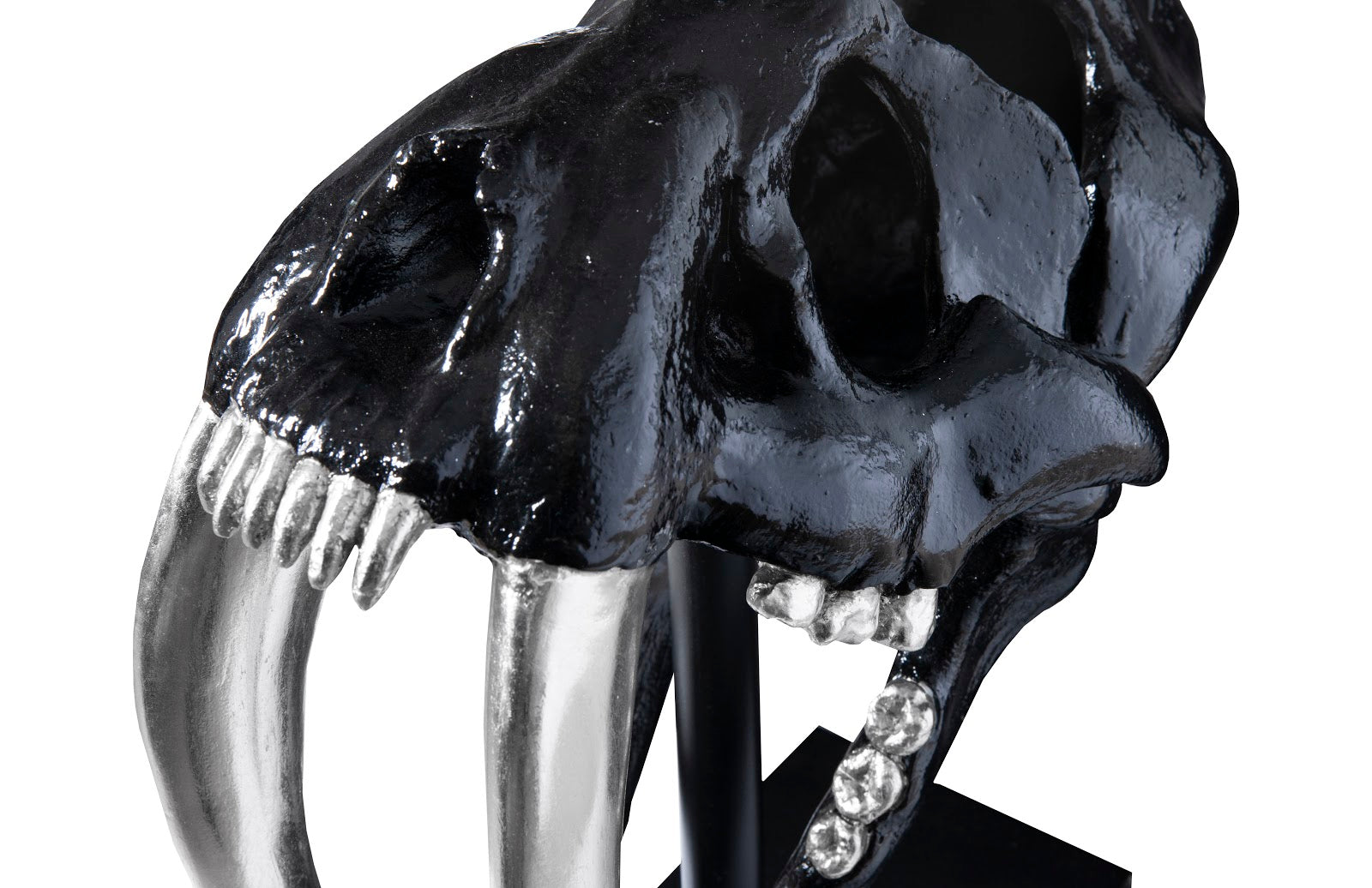 Phillips Collection Home Phillips Collection Saber Tooth Tiger Skull, Black