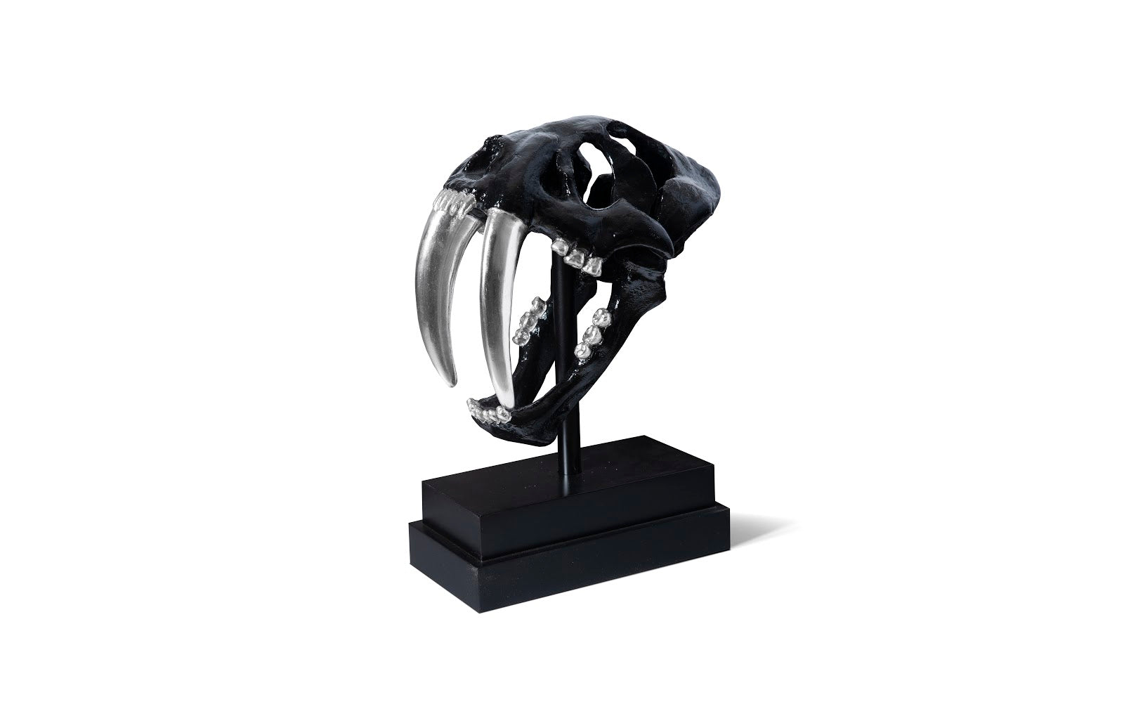 Phillips Collection Home Phillips Collection Saber Tooth Tiger Skull, Black
