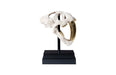 Phillips Collection Home Phillips Collection Saber Tooth Tiger Skull, Roman Stone