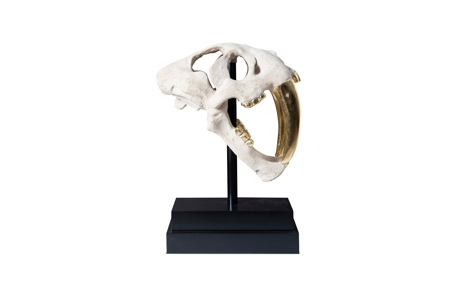 Phillips Collection Home Phillips Collection Saber Tooth Tiger Skull, Roman Stone