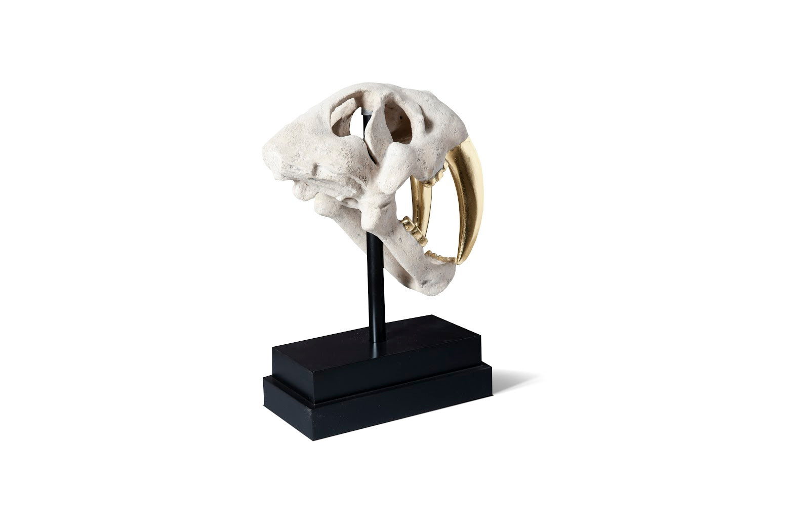 Phillips Collection Home Phillips Collection Saber Tooth Tiger Skull, Roman Stone