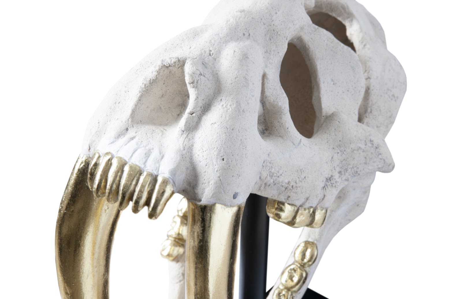 Phillips Collection Home Phillips Collection Saber Tooth Tiger Skull, Roman Stone