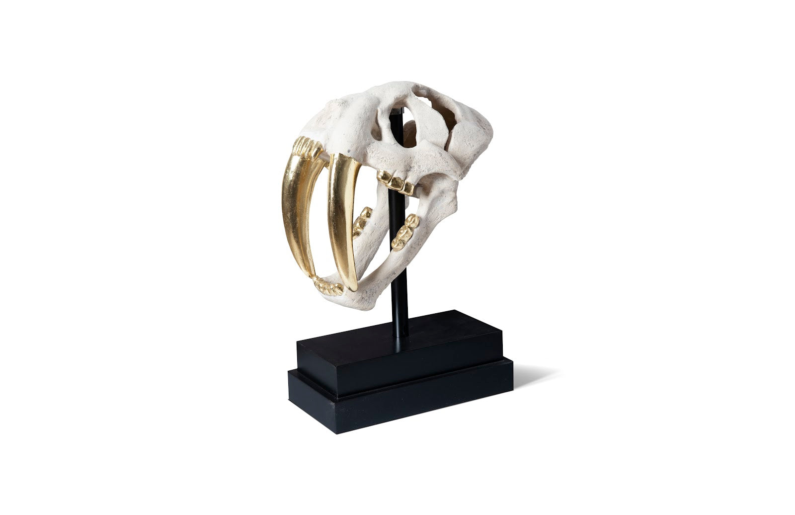 Phillips Collection Home Phillips Collection Saber Tooth Tiger Skull, Roman Stone