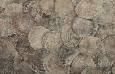 Phillips Collection Home Oversized LTL - Rate to be Quoted Phillips Collection Shell Coffee Table, w/Glass, Ming SS Legs
