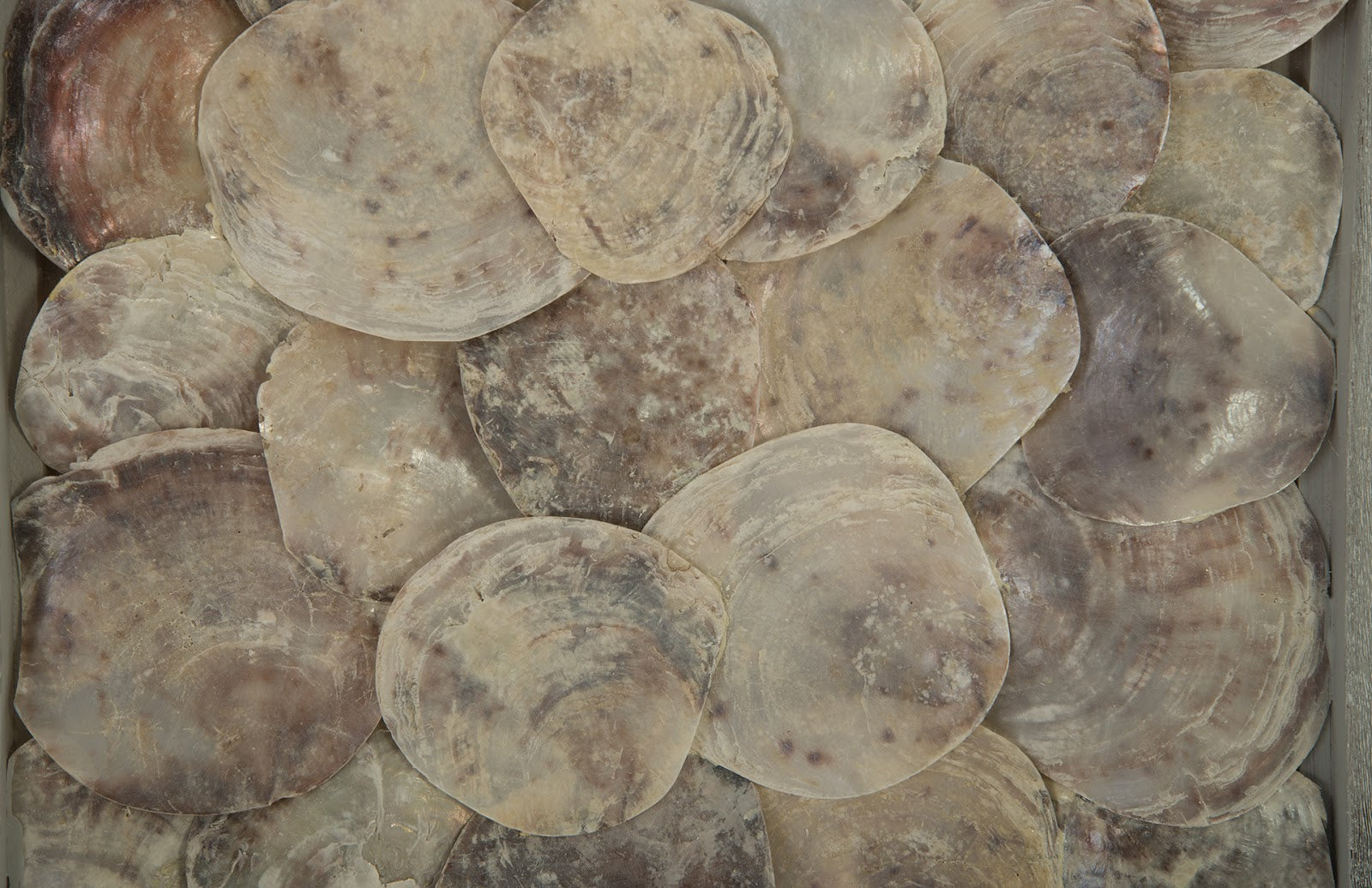 Phillips Collection Home Phillips Collection Shell Wall Tile, w/Glass